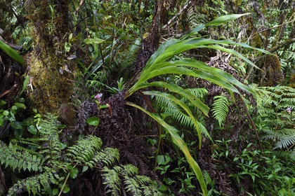 France, Ile de la Reunion, Saint Benoit, Parc national de La Reunion, classé Patrimoine Mondial de l'UNESCO, foret de Bébour, sentier du Piton Bébour