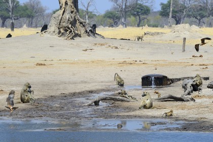 Zimbabwe, province de Matabeleland septentrional, parc national Hwange, babouins chacma (Papio ursinus) autour du point d'eau