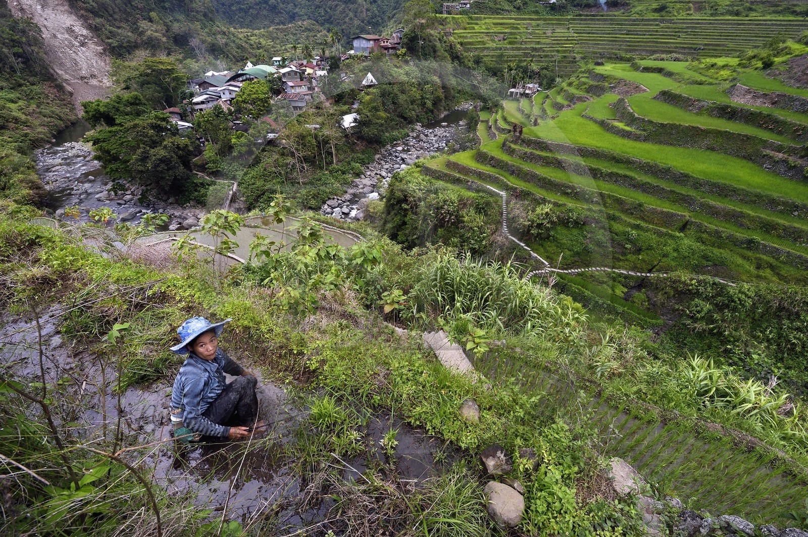 Philippines, province d'Ifugao, les rizières en terrasses de Banaue autour du village de Cambulo, classées Patrimoine Mondial de l'UNESCO, Daria Faith Wingin 32 ans, mariée et mère de deux enfants, débroussaille une parcelle pour replanter