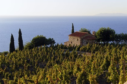 Italy, Tuscany, Elba Island, small chapel and vineyard above the coast near Colle d'Orano