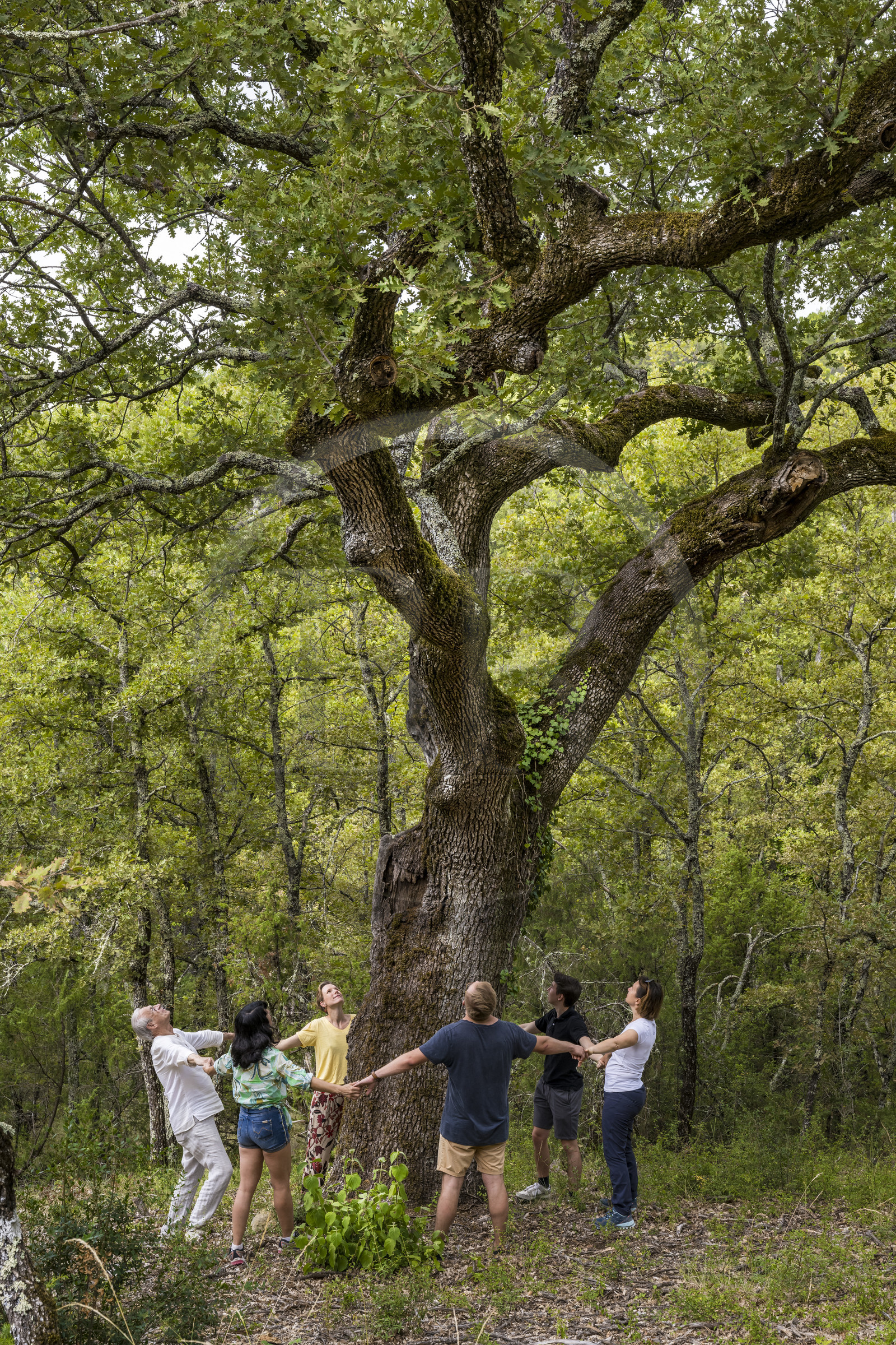 France, Var (83), Provence Verte, Bras, Académie du Bain de Forêt Provençale, forêt du domaine Le Peyrourier - une campagne en Provence, Constanze Coisne guide le Shinrin Yoku