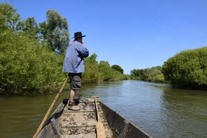 France, Bas-Rhin (67), région d'Ebersmunster et Muttersholtz, le Grand Ried, le batelier Patrick Unterstock dans une barque à fond plat en bois sur la rivière l'Ill