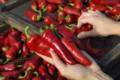 France, Pyrenees Atlantiques, Basque Country, Espelette, in the chili pepper dryer of Virginie Curutchet, producer of AOP Espelette peppers