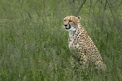 Namibia, Otjiwarongo, Cheetah Conservation Fund, research and education centre, cheetah (Acinonyx jubatus) in tall grass