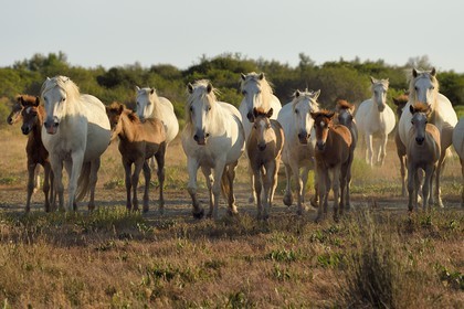 France, Bouches du Rhone, Parc naturel regional de Camargue (Regional Natural Park of Camargue), around Malagroy pond, manade Jacques Mailhan, Camargue horses