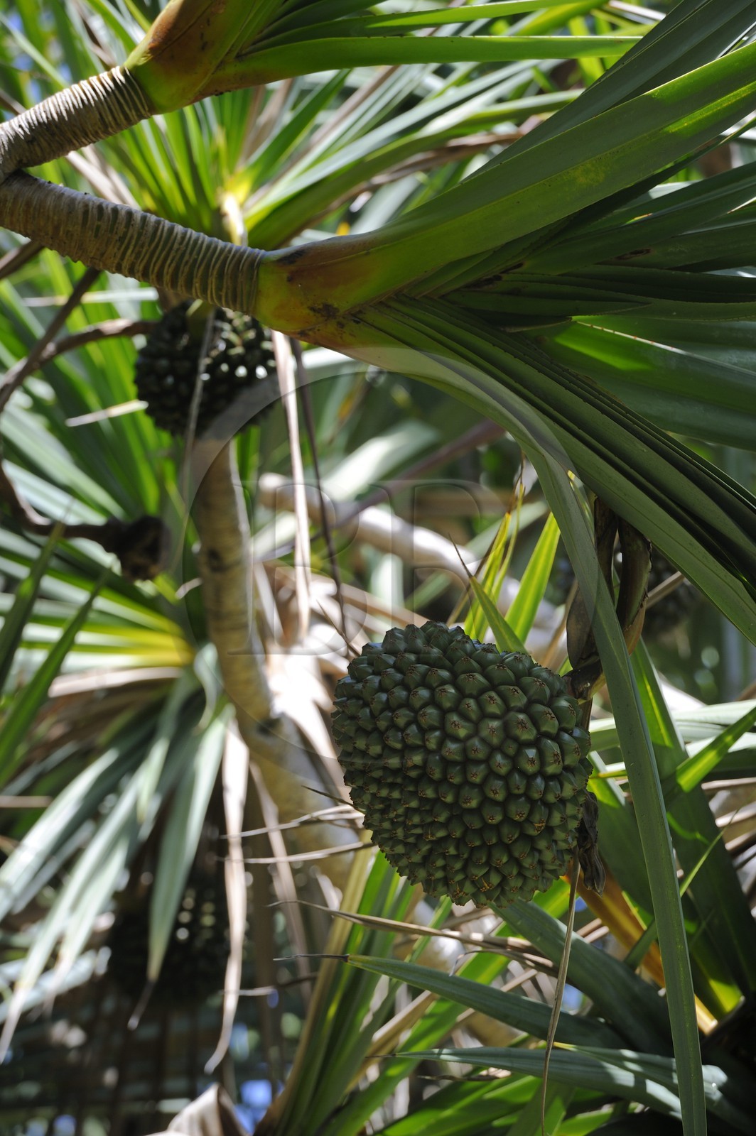 France, Ile de la Reunion, côte sud, Saint-Philippe, le Cap Méchant est situé le long d'une côte déchiquetée de roche volcanique frappée par la houle et typique de la région appelée Sud sauvage, vacoa (Pandanus utilis)