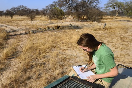 Zimbabwe, province des Midlands, Gweru, Antelope Park qui abrite ALERT (African Lion and Environmental Research Trust), Yvonne Gordon est une permanente du projet en charge de l'observation du comportement des lions qui seront relachés en clan dans un parc national, ici en zone 2 des femelles adultes et leurs petits ainsi que le mâle qui ont enfantés les lions qui seront relachés