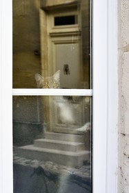 France, Charente (16), Cognac, quartier médiéval du vieux Cognac, chat curieux dans la rue Henri Germain