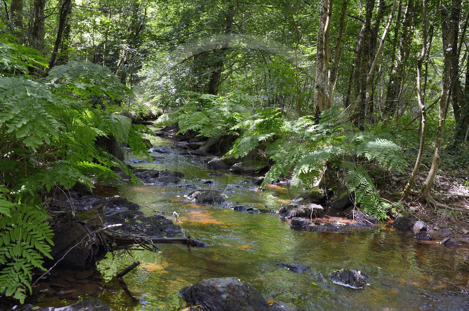 France, Ille-et-Vilaine, forest of Broceliande, the Aff river valley