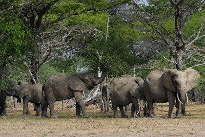 Tanzania, Selous Game Reserve is one of the largest fauna reserves of the world and designated a UNESCO World Heritage Site in 1982, African Bush Elephant (Loxodonta africana)