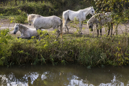 France, Gard, the Petite Camargue towards Aigues-Mortes, Camargue horses along the Rhone to Sète Canal