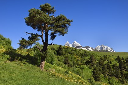 Georgia, Upper Svaneti (Zemo Svaneti), Mestia, on the foothills of Mount Ushba that we see in the background