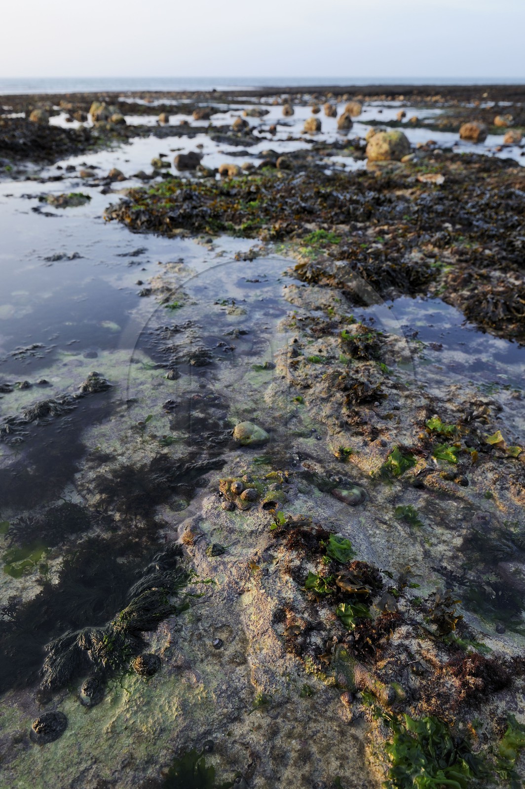 France, Seine-Maritime (76), Vattetot-sur-Mer, coquillages sur les rochers de la plage à marée basse