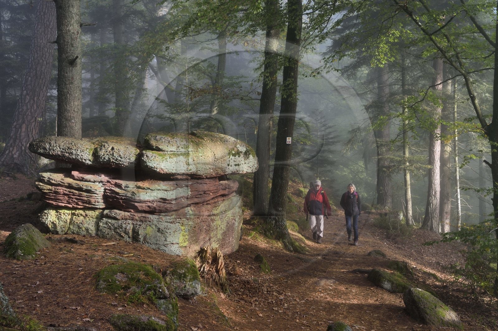 France, Bas Rhin, Mont Saint Odile, hike along the Pagan Wall, sandstone rock in the vestige of a wall probably from the Merovingian period with a total length of eleven kilometers