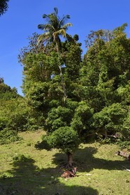 Caraïbes, Ile de la Dominique, Soufrière, dans les montagnes du sud de l'île le long du Segment 1 du Waitukubuli National Trail entre Scotts Head Village et Soufriere Estate, vache sous un arbre