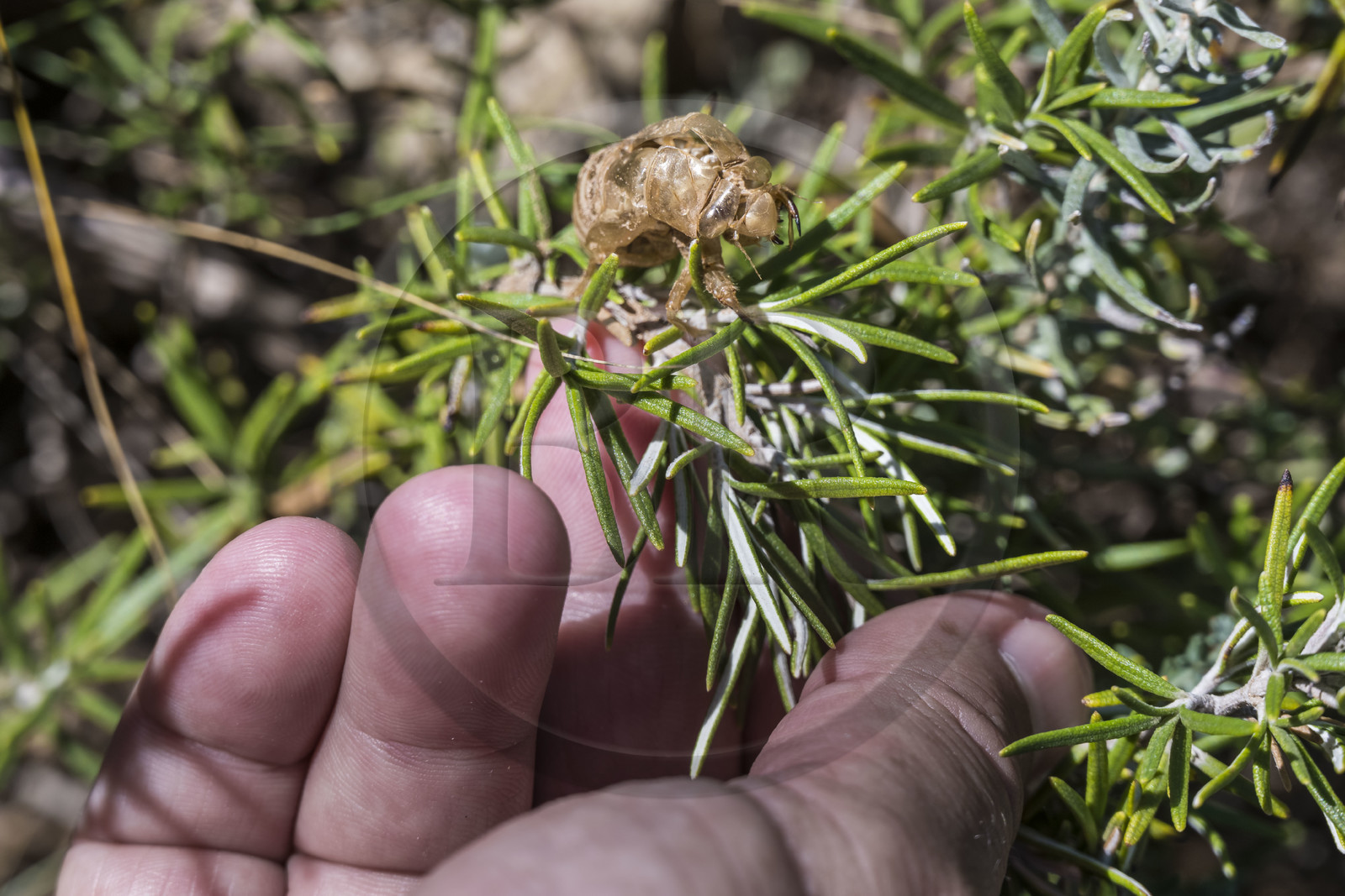 France, Hérault (34), Saint-Guilhem-le-Désert, labellisé Les Plus Beaux Villages de France, mue d'un grillon