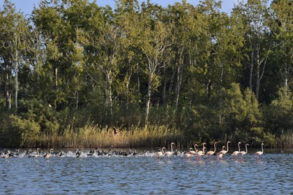 France, Haute Corse, the pond of Biguglia (Stagnu di Chiurlinu), nature reserve of Corsica (RNC), greater flamingo (Phoenicopterus roseus) and Eurasian coot (Fulica atra)