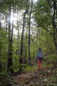 France, Ardeche, parc naturel regional des Monts d'Ardeche (Regional natural reserve of the Mounts of Ardeche), Mezenc Massif, Lac d'Issarles forest, hiker in the Montchamp beech grove