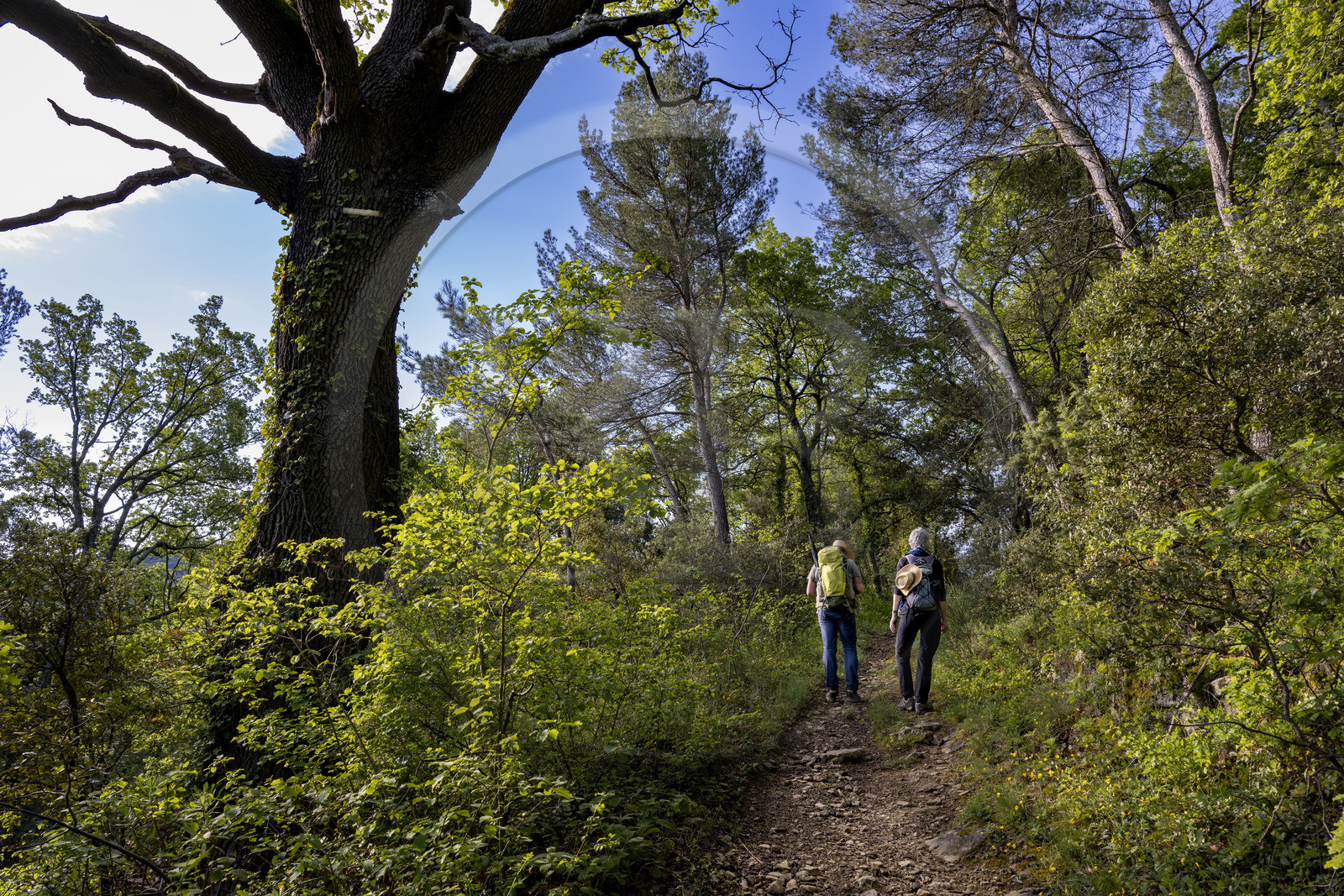 France, Vaucluse (84), Dentelles de Montmirail, Crestet, randonneurs sur le GR de Pays dans la forêt du Massif
