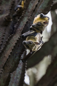 Rwanda, Province de l’Ouest, Karongi (anciennement nommée Kibuye), lac Kivu, Ile Napoléon ou Tembabagoyi, Roussette paillée africaine ou Roussette des palmiers africaine ou Roussette jaune (Eidolon helvum) dans un Euphorbe candélabre