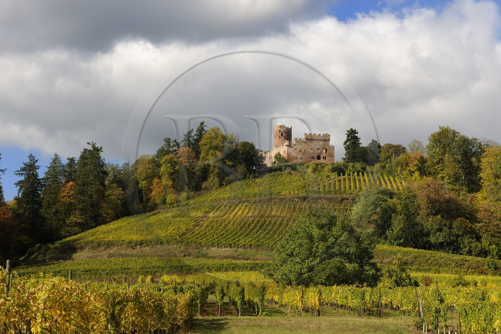 France, Bas Rhin, Alsace Wine Road, Kintzheim castle and its vineyards
