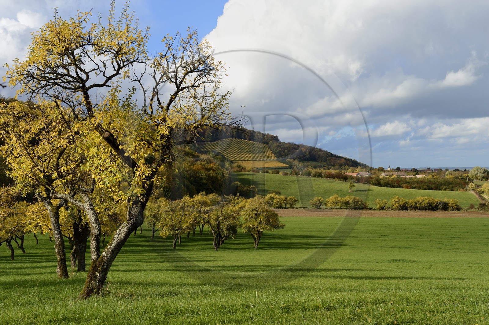France, Meuse (55), Parc régional de Lorraine, Cotes de Meuse, Hattonchâtel, mirabelliers