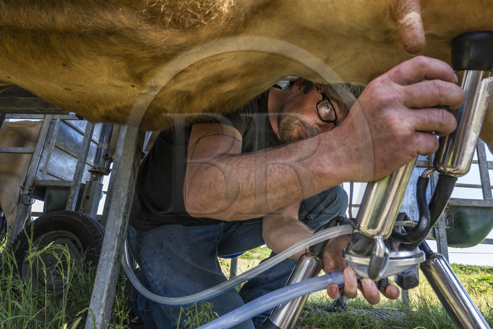 France, Finistère (29), Mer d'Iroise, Ile d'Ouessant, Thomas et Marie Richaud éleveurs de la ferme Les vaches aux 4 vents, traite en paturage mobile