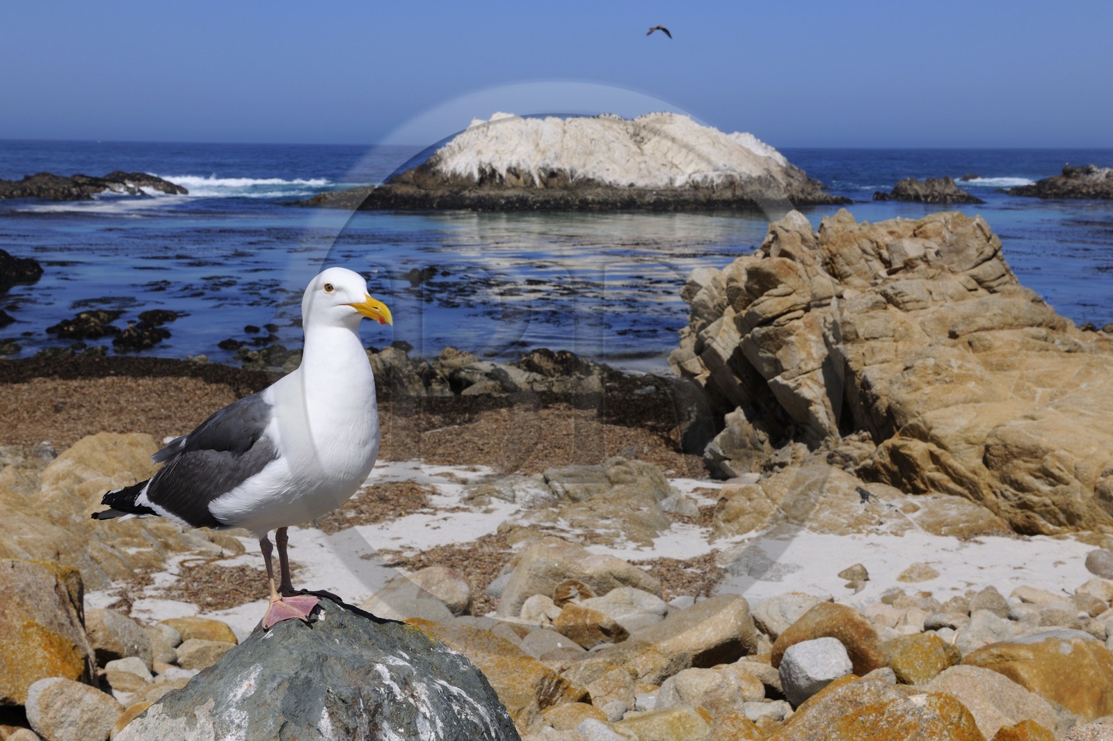 Etats-Unis, Californie, 17 mile drive, Bird Rock à Spanish Bay et mouette