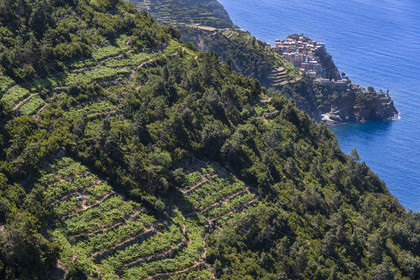 Italy, Liguria, Cinque Terre National Park listed as World Heritage by UNESCO, hike on the GR 586 path passing through the terraced vineyard between Corniglia and Volastra above Manarola, the village of Manarola in the background