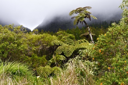 France, Ile de la Reunion, Parc National de la Réunion classé Patrimoine Mondial de l'UNESCO, La Plaine des Palmistes, forêt de Bébour, sentier de randonnée Bras Cabot, fougères arborescentes (Cyathea glauca)