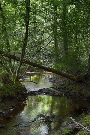 France, Ille-et-Vilaine (35),  forêt de Brocéliande, la vallée de l'Aff