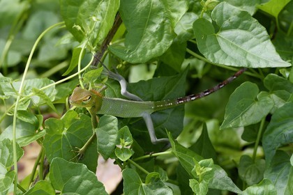 Sri Lanka, province du Centre-Nord, Diyabeduma, caméléon agame versicolore (Calotes versicolor) également appelé agame arlequin