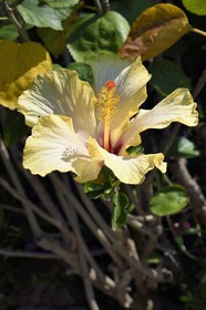 France, Alpes-Maritimes (06), Menton, Hibiscus