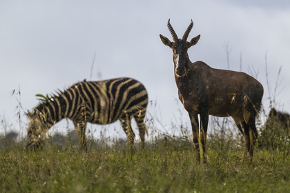 Rwanda, Parc national de l'Akagera, antilope Topi (Damaliscus korrigum) sous la pluie