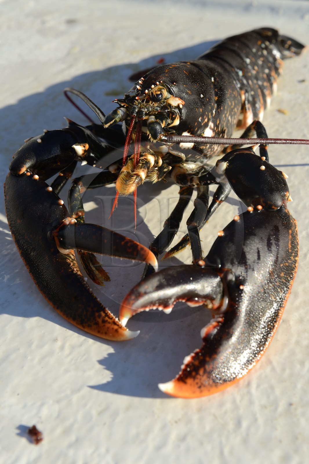 Suède, Västra Götaland, Iles Koster, sortie en mer pour récupérer les casiers à homards, homard