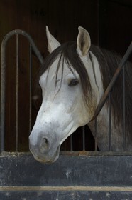 Spain, Andalusia, Seville Province, Utrera, the Ayala stud farm (Yeguada Ayala), Andalusian horse also known as the Pure Spanish Horse or PRE (Pura Raza Espanola)