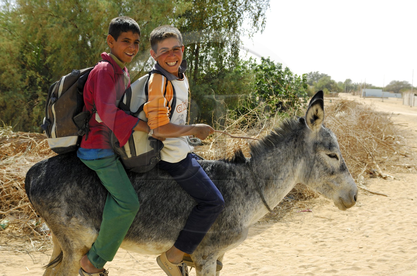 Egypte, désert libyque, oasis de Abu Mungar au nord de Farafra, retour d'école sur un ane