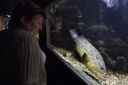 France, Var, Ile des Embiez, the Paul Ricard Oceanographic Institute in Fort Saint-Pierre, Dusky Grouper (Epinephelus marginatus)