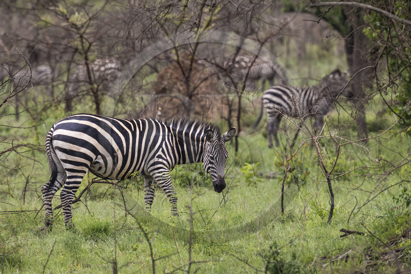 Rwanda, Parc national de l'Akagera, zèbre des plaines (Equus quagga)