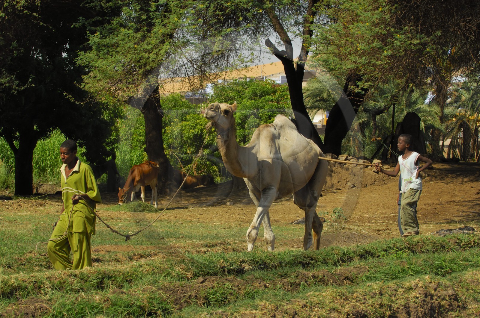 Egypte, Haute Egypte, Nubie, vallée du Nil, Assouan, la rive ouest, campagne nubienne, jeune garcon et son dromadaire