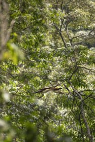 Rwanda, Province de l’Ouest, Nyakabuye, Parc national de Nyungwe, forêt tropicale humide naturelle de Cyamudongo, Cercopithèque de Dent (Cercopithecus denti) sautant d'un arbre à l'autre