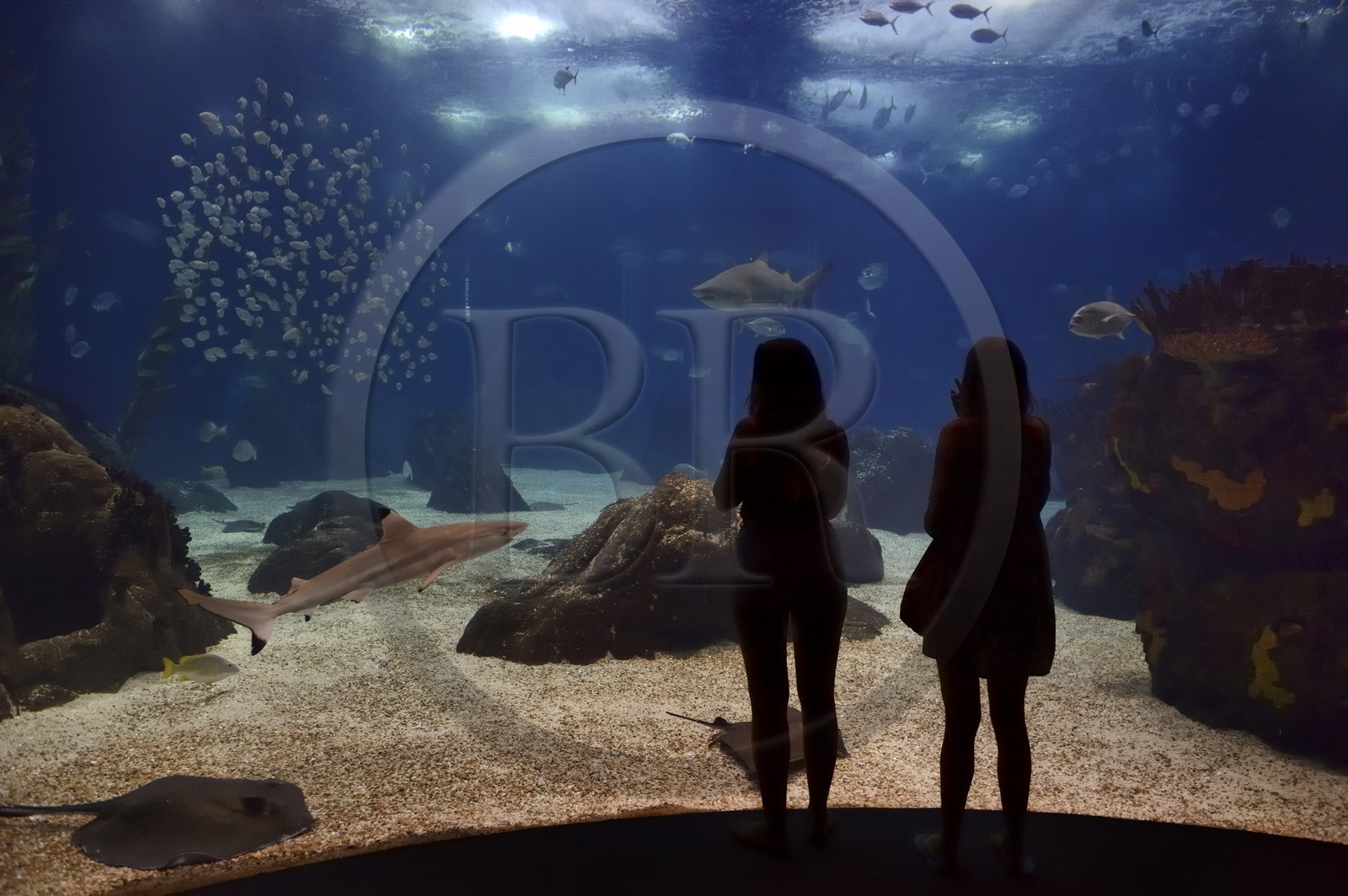 Portugal, Lisbonne, Parque das Nações (Parc des nations) construit pour l'exposition universelle de 1998, Oceanário (Oceanarium), aquarium