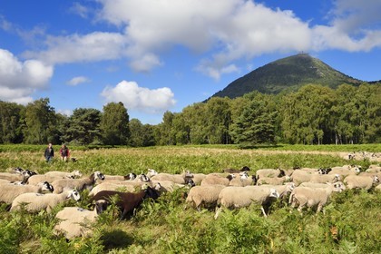 France, Puy de Dome, Parc Naturel Régional des Volcans d'Auvergne (regional nature park of Auvergne volcanoes), Chaine des Puys listed as World heritage by UNESCO, the shepherdesse Ostiane Vuillermoz and sheep breeder Jean-Luc Tourreix with his flock of Rava sheep at the foot of the Puy de Dôme volcano
