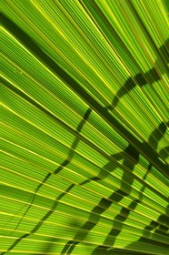 France, Ile de la Reunion, Petite Ile, jardin tropical, palme de palmier