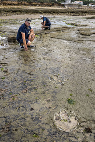 France, Vendée (85), Talmont Saint Hilaire, la Pointe du Payré, foreshore of the Veillon site at low tide, Didier Neault on the left and Jack Guichard on the right mark with chalk the tridactyl fossil traces of bipedal dinosaurs dated around 200 million years old