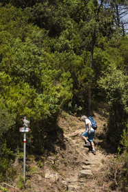 Italy, Liguria, Cinque Terre National Park listed as World Heritage by UNESCO, hike on the GR 582 path between the sanctuary of Nostra Signora de Soviore and Nostra Signora di Reggio on the heights of the village of Vernazza