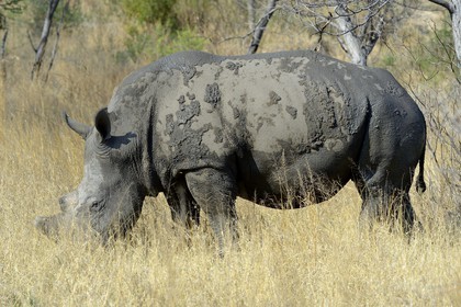 Zimbabwe, province de Matabeleland méridional, Matobo ou Matopos Hills National Park, classé Patrimoine Mondial de l'UNESCO, rhinocéros blanc (Ceratotherium simum), adulte male d'environ 15 ans