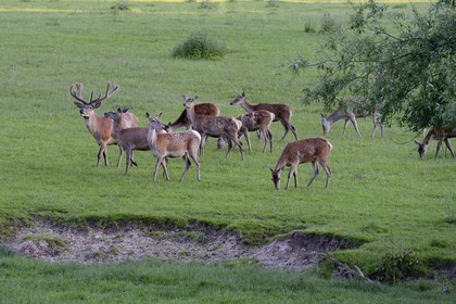 France, Bas Rhin, Birkenwald, herd of deer in the castle park