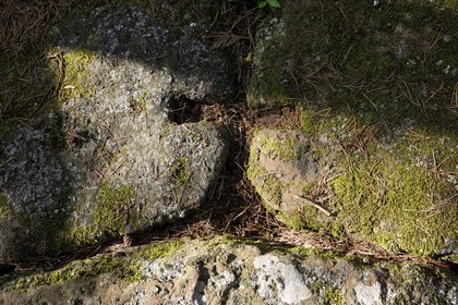 France, Bas Rhin, Mont Saint Odile, Pagan Wall, stone blocks were fixed by mortices