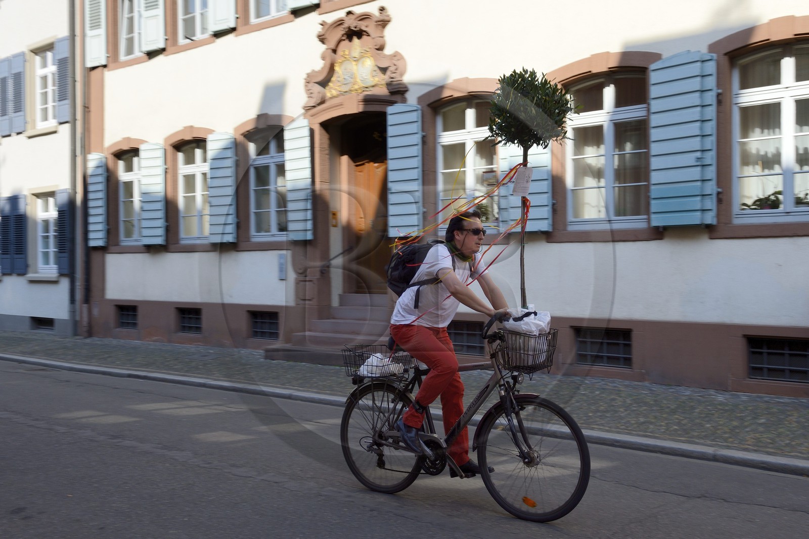 Allemagne, Bade-Wurtemberg, Fribourg en Brisgau, transport d'un arbre à bicyclette